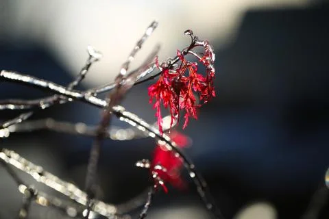 Frozen branch Stock Photos