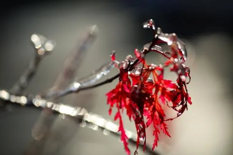 Frozen branch Stock Photos