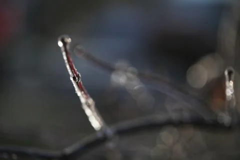Frozen branch Stock Photos