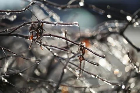 Frozen branch Stock Photos