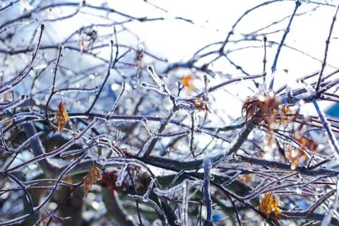 Frozen branch Foto stock