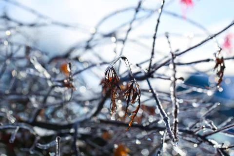 Frozen branch Stock Photos