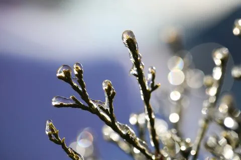 Frozen branch Foto stock