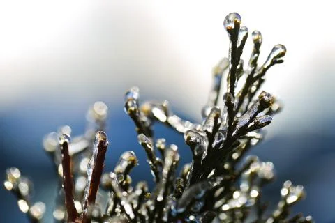 Frozen branch Stock Photos