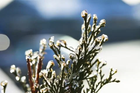 Frozen branch Stock Photos