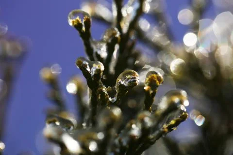 Frozen branch Stock Photos