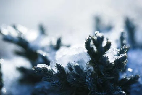 Frozen branch Foto stock