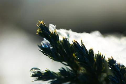 Frozen branch Stock Photos