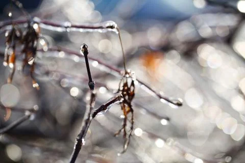 Frozen branch Stock Photos