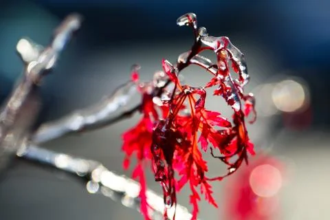 Frozen branch Stock Photos