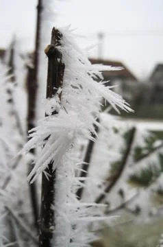 Frozen branch Stock Photos