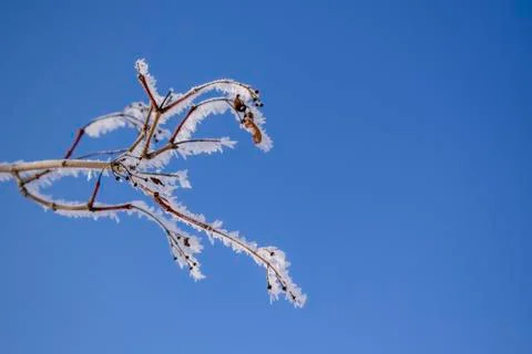 Frozen branch Stock Photos