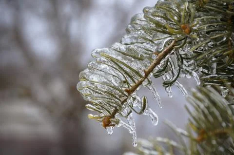 Frozen branch of a pine tree. ontario, canada. winter time Stock Photos