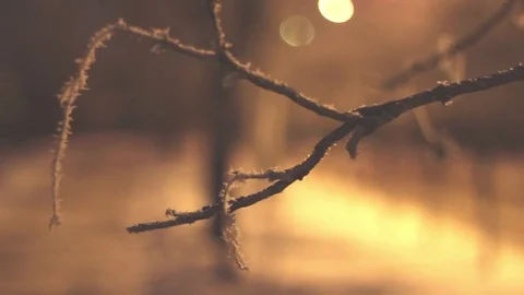 Frozen Branch in The Snow Against The Backdrop of the Streets Stockbeeldmateriaal 71016377