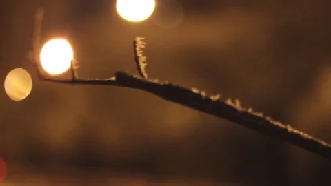 Frozen Branch in The Snow Against The Backdrop of the Streets Stock Footage 71016396