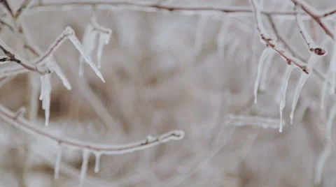 Frozen branch in the snow in winter. Stock Footage 59964144