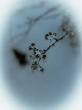FROZEN BRANCH STRUCTURE – ABSTRACT WINTER MACRO Stock Photos