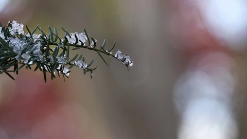 Frozen branch swaying in the wind Stock Footage