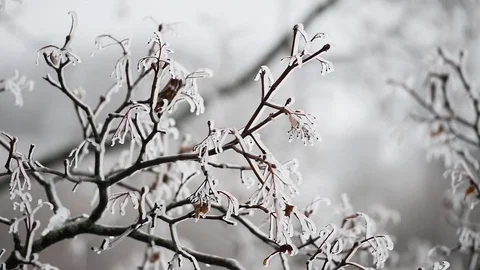 A frozen branch of a tree in the ice Видео 85307079