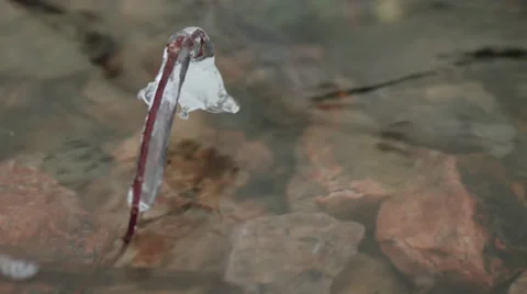 Frozen Branch in Water Stock-Footage 33695562