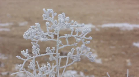 Frozen branch in winter Stock Footage 36899629