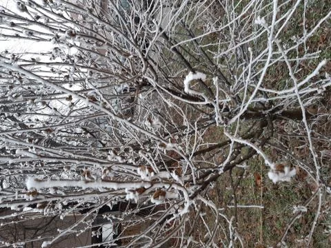 Frozen Branches 1 Stock Photos