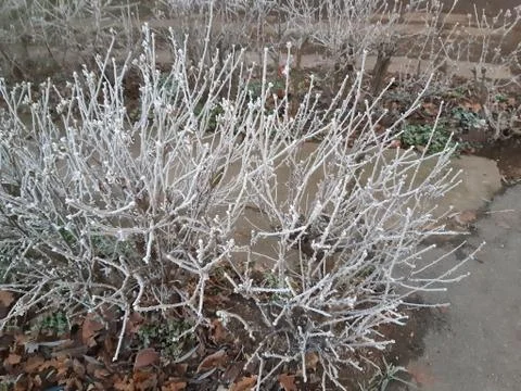 Frozen Branches 3 Stock Photos