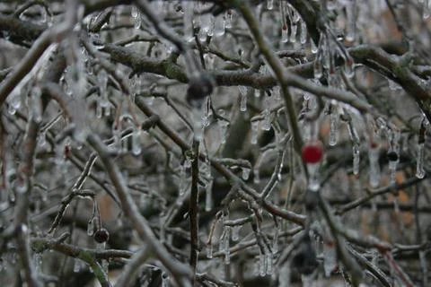 Frozen Branches 3 스톡 사진