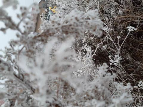 Frozen Branches 4 Stock Photos