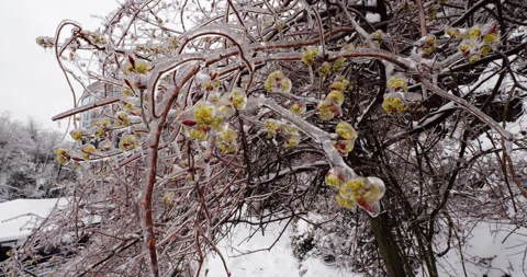 Frozen branches and buds covered in glaze ice after a night storm in late March Stock Footage 321237548