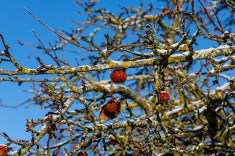 Frozen branches of apple tree with rotten apples Stock Photos