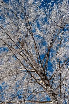 On the frozen branches of the birch tree Stock Photos