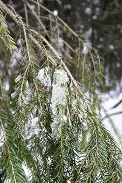 Frozen branches of a Christmas tree in the forest in winter. Stock Photos
