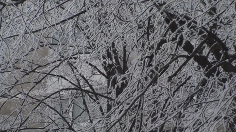 Frozen Branches Close Up-Shot Stock-Footage 34973116