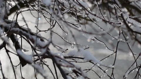 Frozen branches covered with snow and ice Stock Footage 86084152