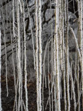 Frozen branches creating a wintry curtain in prague Stock Photos