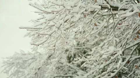 Frozen Branches During the Winter  Stock Footage 297508149