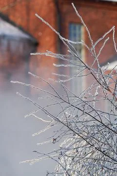 Frozen branches on extremely cold morning Stock Photos