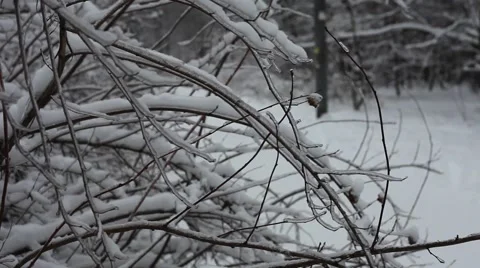 Frozen Branches Видео 1062433