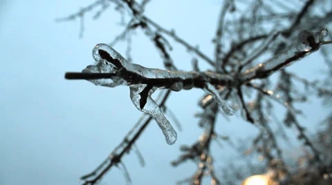Frozen Branches Stock Footage 33640103