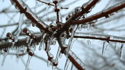 Frozen Branches Stock Footage 33640394