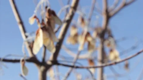 Frozen branches Video stock 46052808