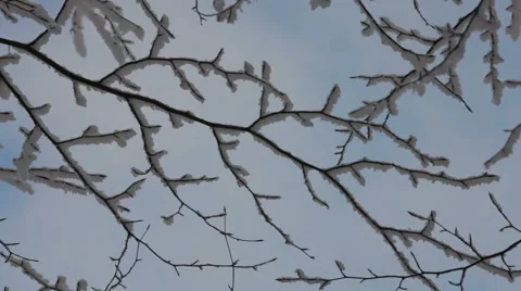 Frozen Branches Video stock 52720264