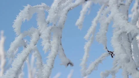 Frozen branches Stock Footage 150640173