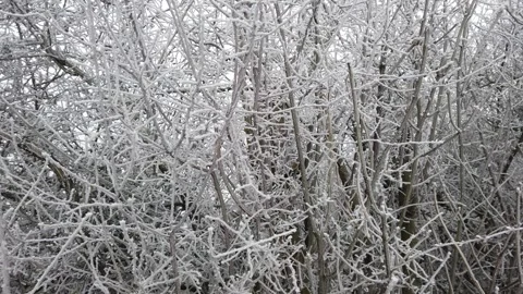 Frozen branches Stock Footage 300884375