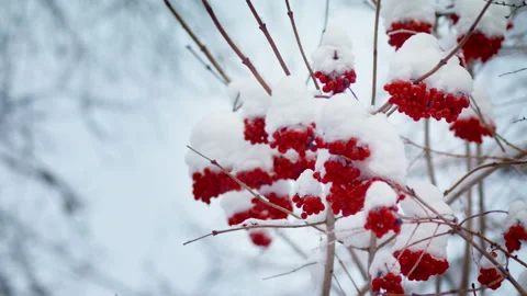 Frozen branches in the forest, ice on the tree and leaves. Stock Footage 231607586