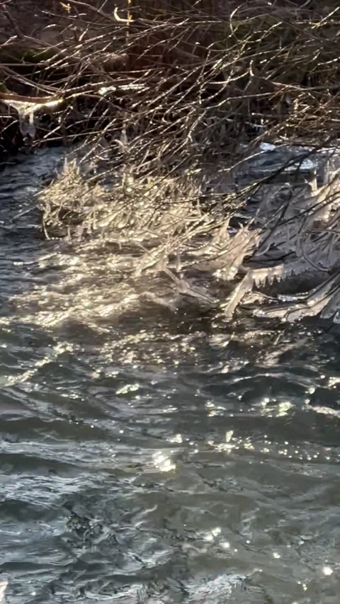 Frozen branches hanging over a gently flowing stream 動画素材 311665402