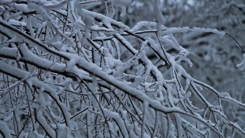Frozen branches heavily laden with snow in winter forest Stock Footage 346687076