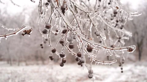 Frozen branches in ice icicles. Climatic icing. winter iced frozen plants. Stockbeeldmateriaal 168144099