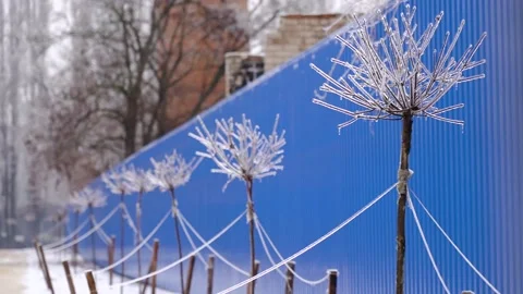 Frozen branches in ice icicles. Climatic icing. winter iced frozen plants. Stockbeeldmateriaal 168144122